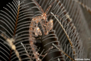 Skeleton Shrimp in its living environment by William Loke 